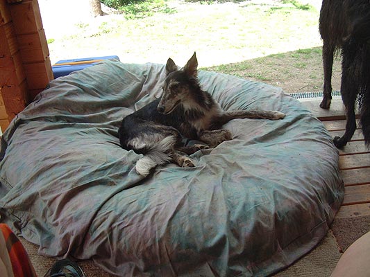 Not even Luna can stay away from this super dog bed